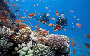 You also can try scuba diving at Bai Xep area