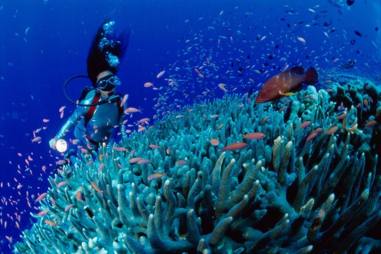 Daily Amazing Cham Island Diving Tour from Da Nang/Hoi An