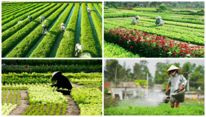 Epic Hoi An Countryside & Ancient Town Tour from Da Nang