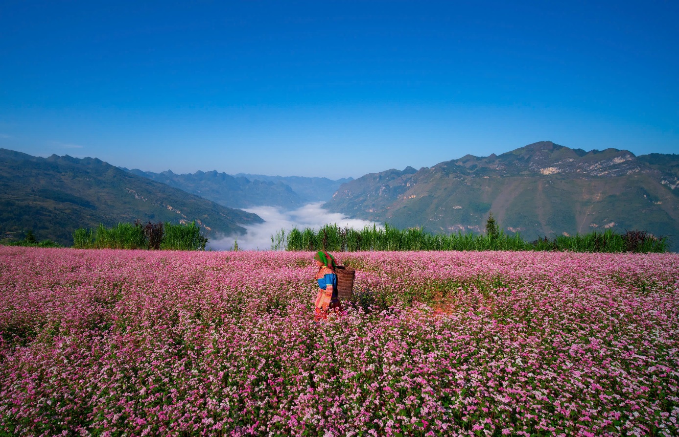 The surreal beauty of the vast, endless buckwheat flower fields in Ha Giang in December.
