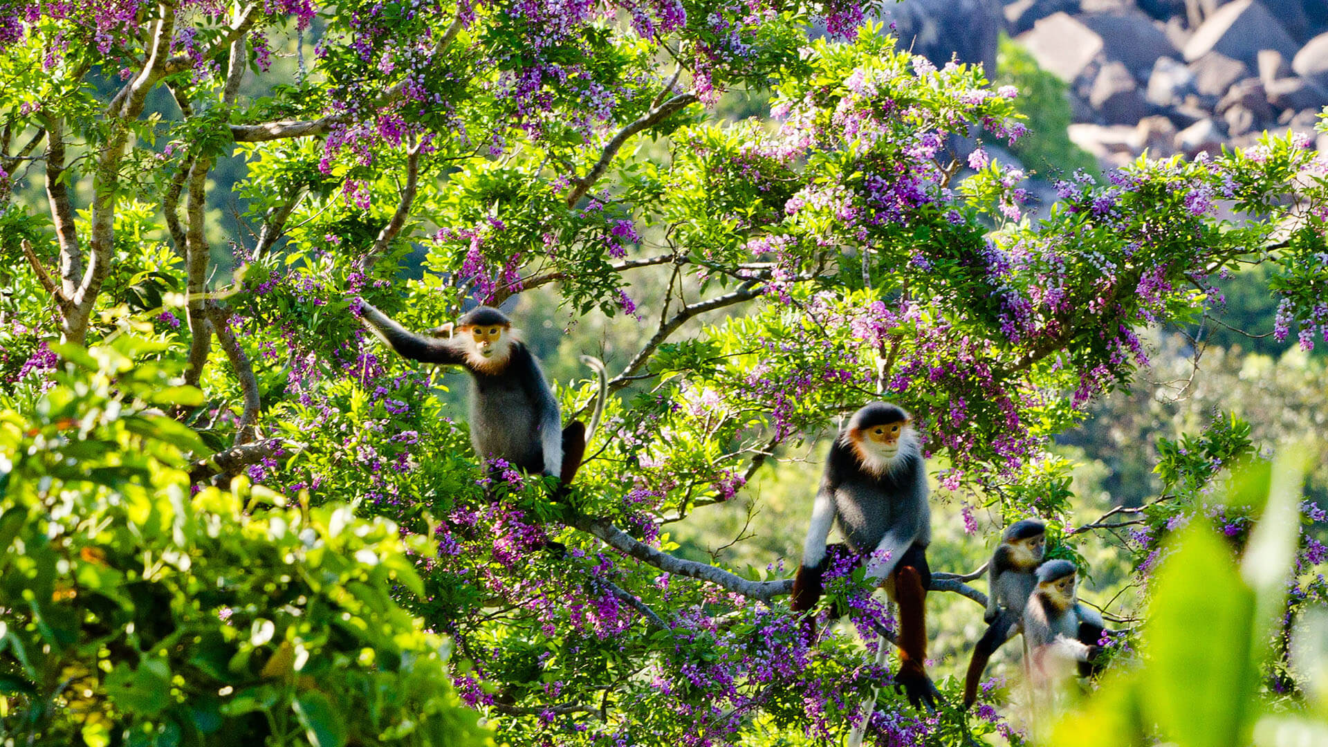 Red-Shanked Douc Langur, a rare primate often called one of the most beautiful monkeys in the world
